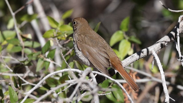 Дрозд-отшельник - ML650146743