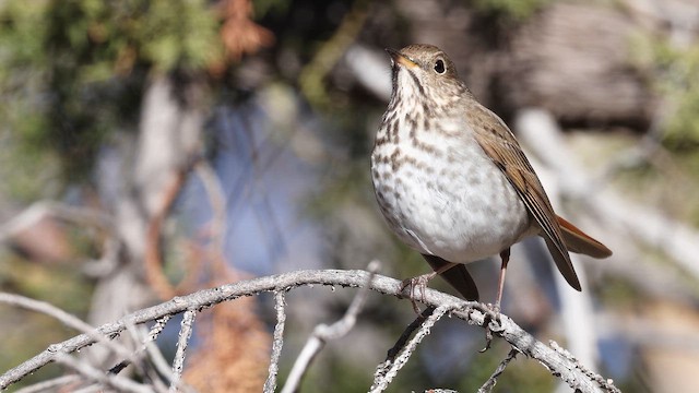 Дрозд-отшельник - ML650146748