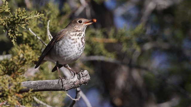 Дрозд-отшельник - ML650146749