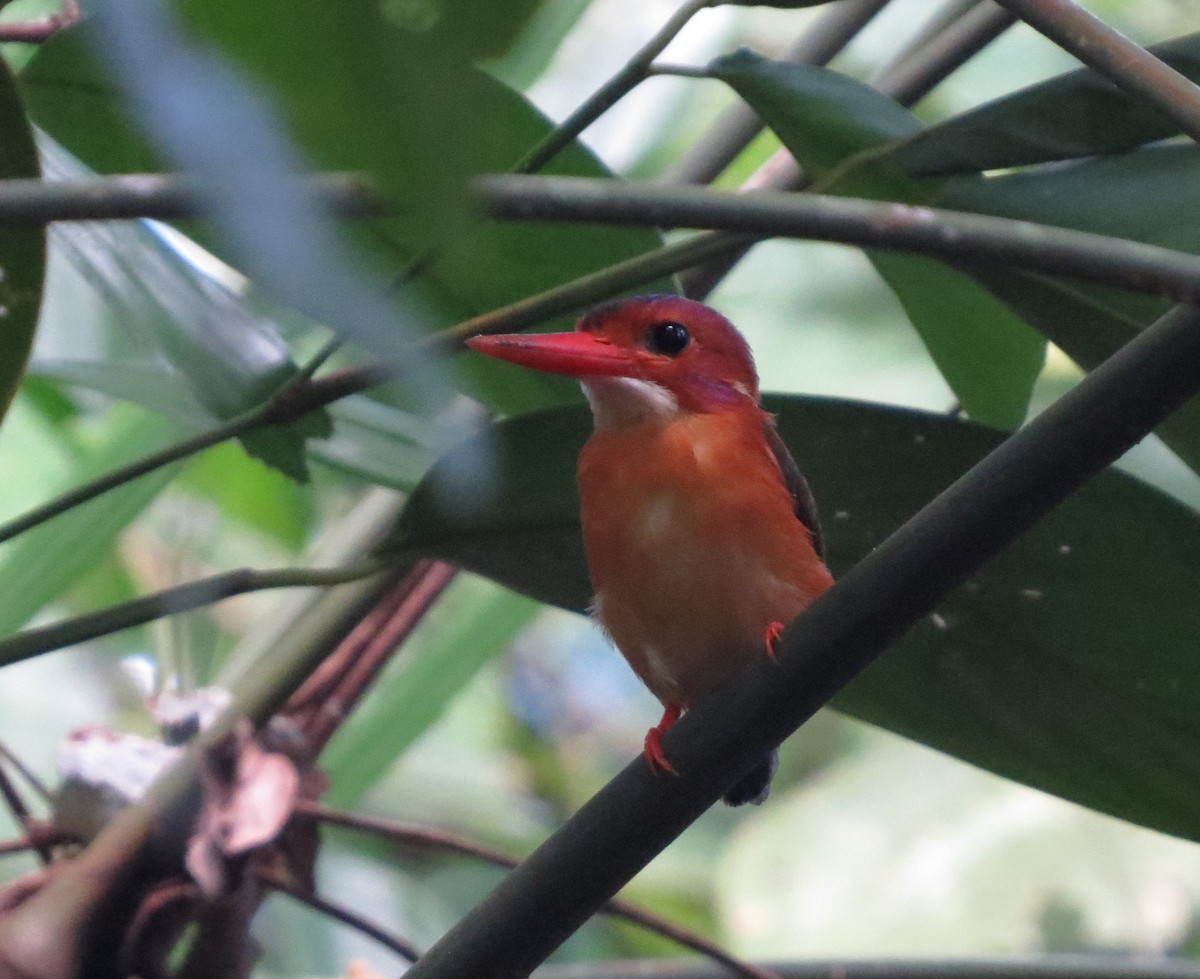 Martin-pêcheur multicolore - ML650147176