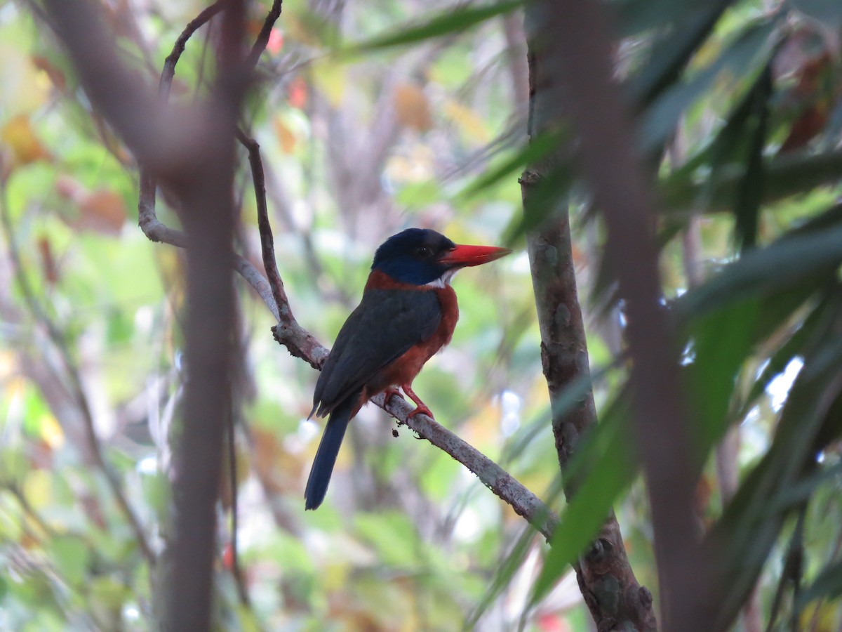 Martin-chasseur moine - ML650147183