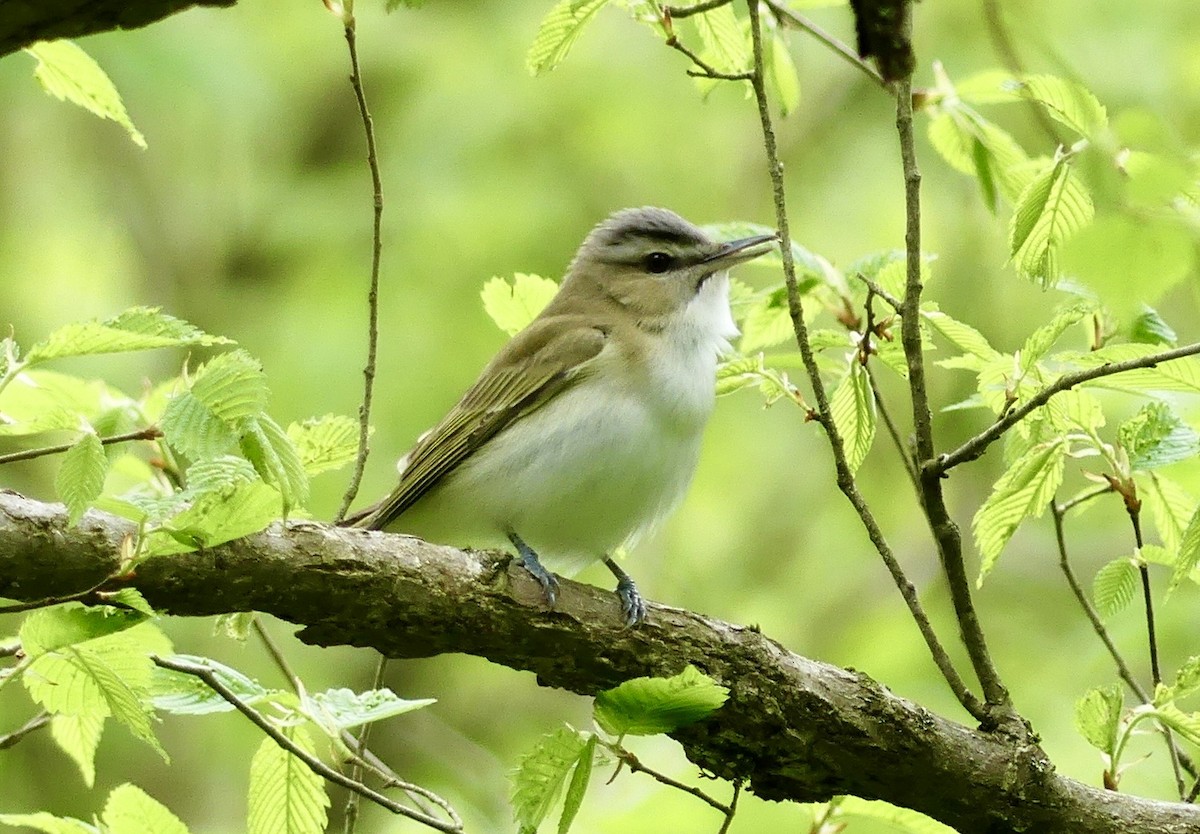 Red-eyed Vireo - ML650147229