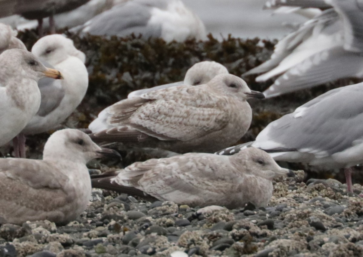 Iceland Gull (Thayer's) - ML650147389