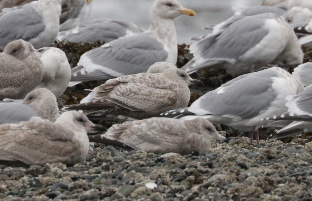 Iceland Gull (Thayer's) - ML650147390