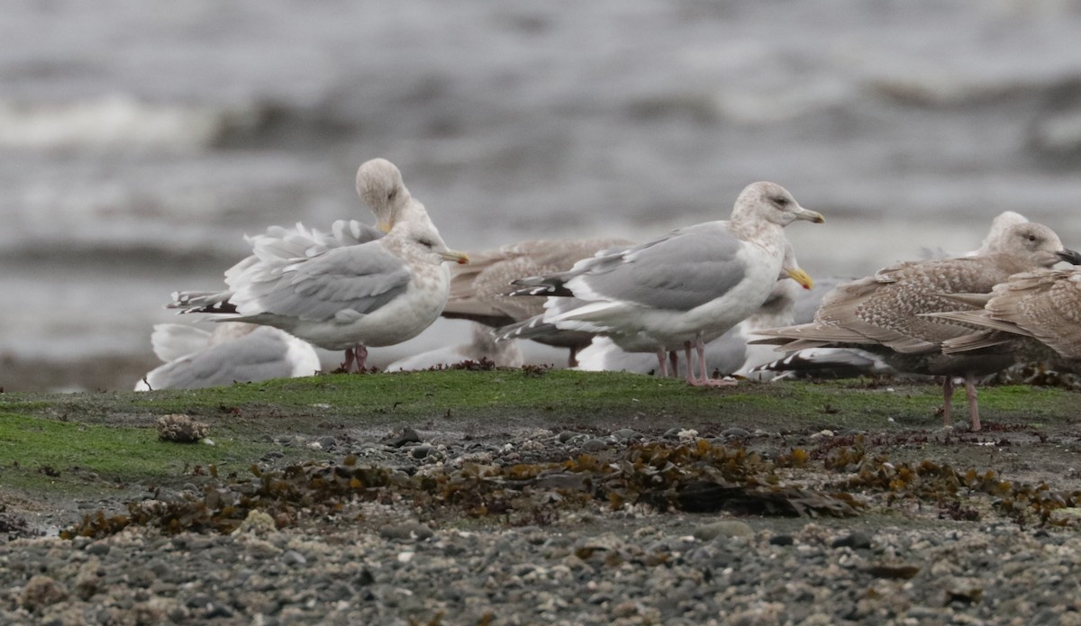 Iceland Gull (Thayer's) - ML650147391