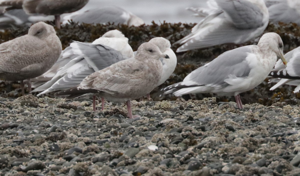 Iceland Gull (Thayer's) - ML650147394