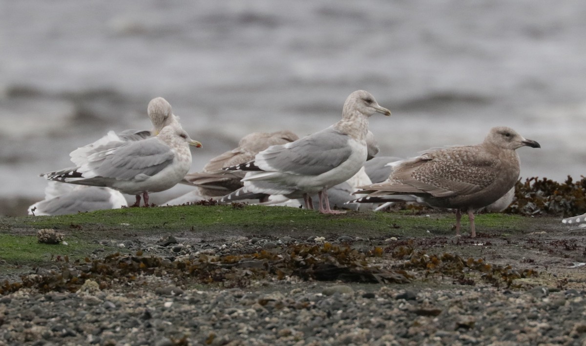 Iceland Gull (Thayer's) - ML650147396