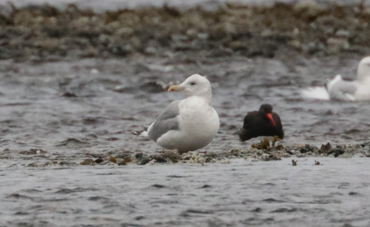 Iceland Gull (Thayer's) - ML650147404