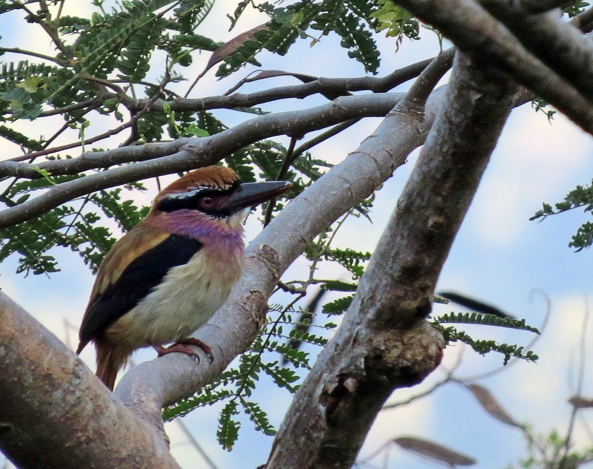 Martin-chasseur des Sangihe - ML650147412