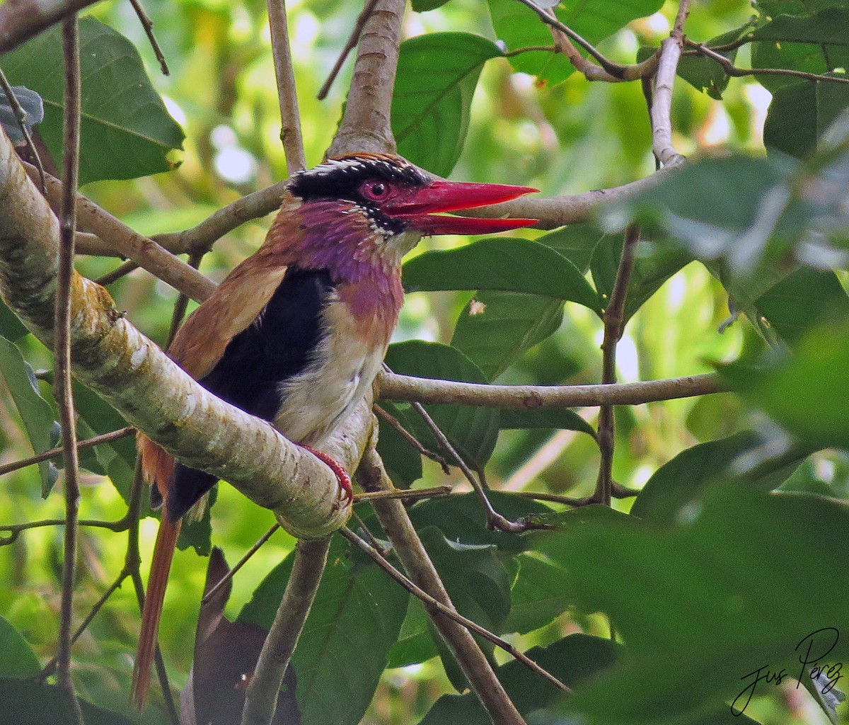 Martin-chasseur des Sangihe - ML650147413