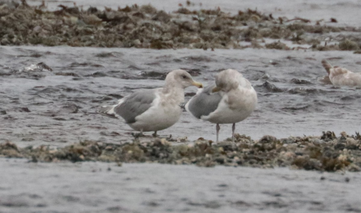 Western x Glaucous-winged Gull (hybrid) - ML650147416