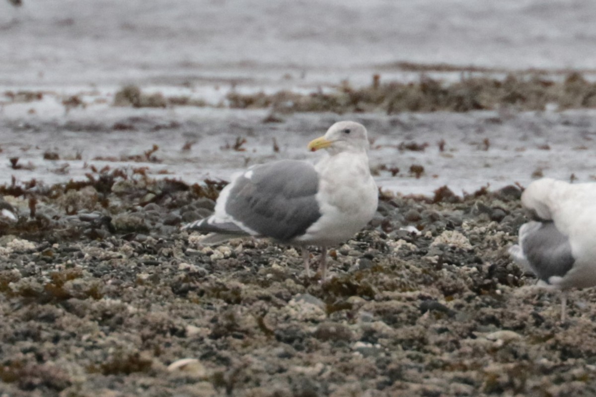 Western x Glaucous-winged Gull (hybrid) - ML650147417