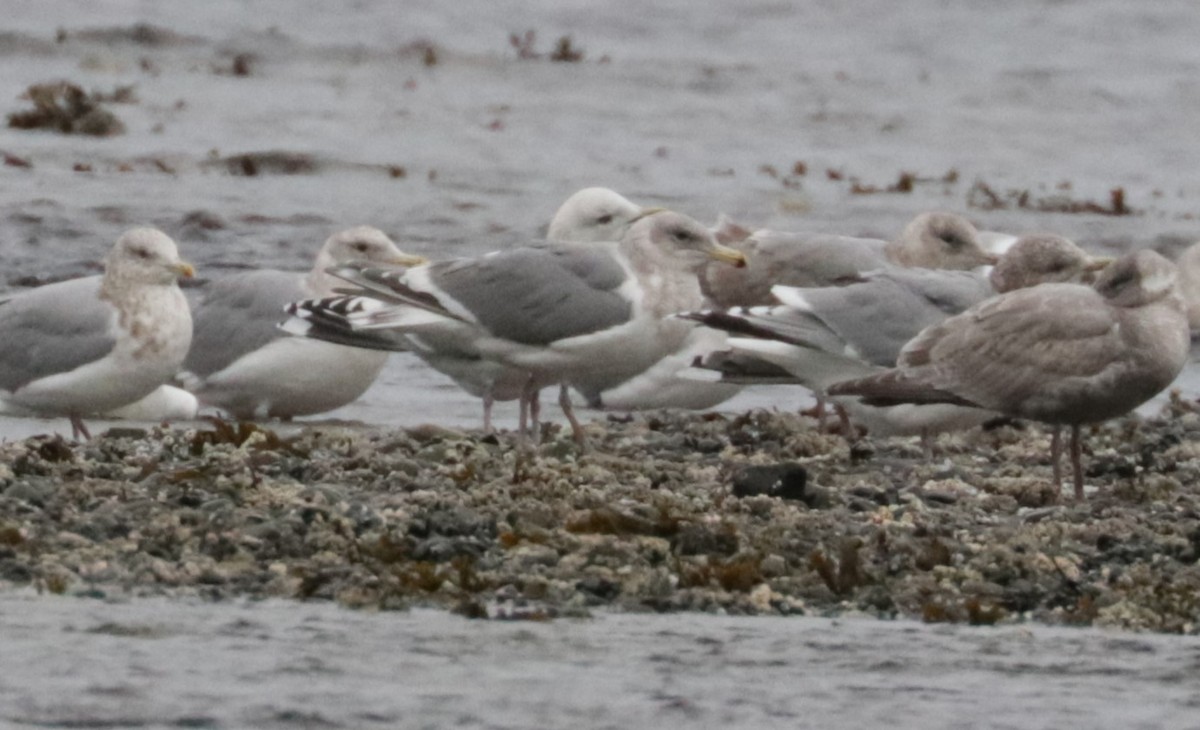 Western x Glaucous-winged Gull (hybrid) - ML650147418