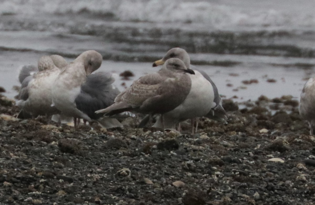 Glaucous-winged Gull - ML650147422