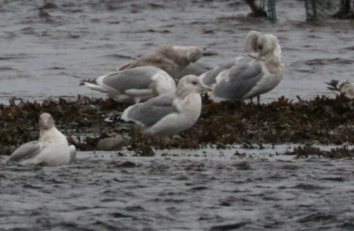 Iceland Gull (Thayer's) - ML650147432