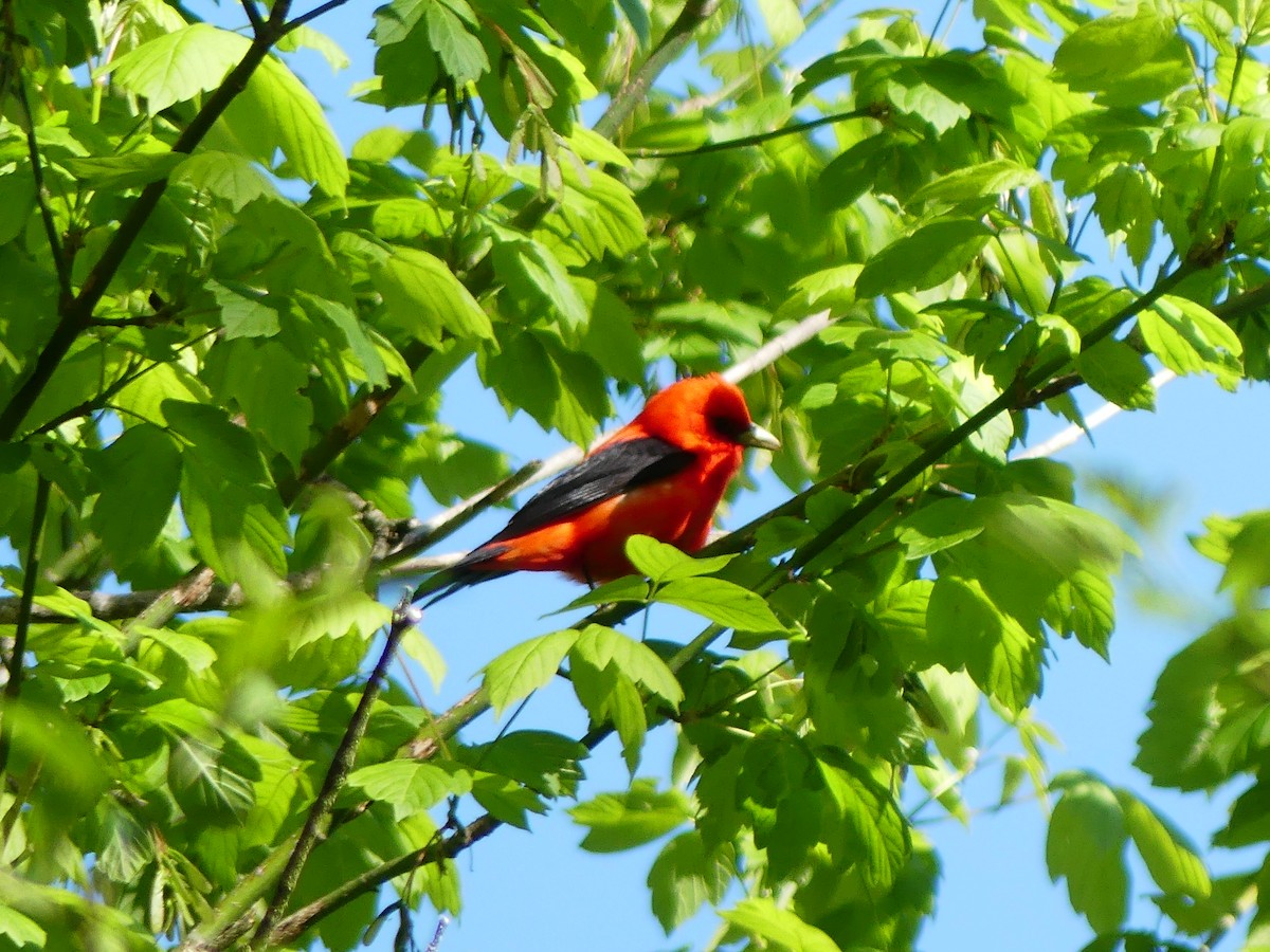 Scarlet Tanager - ML650147435