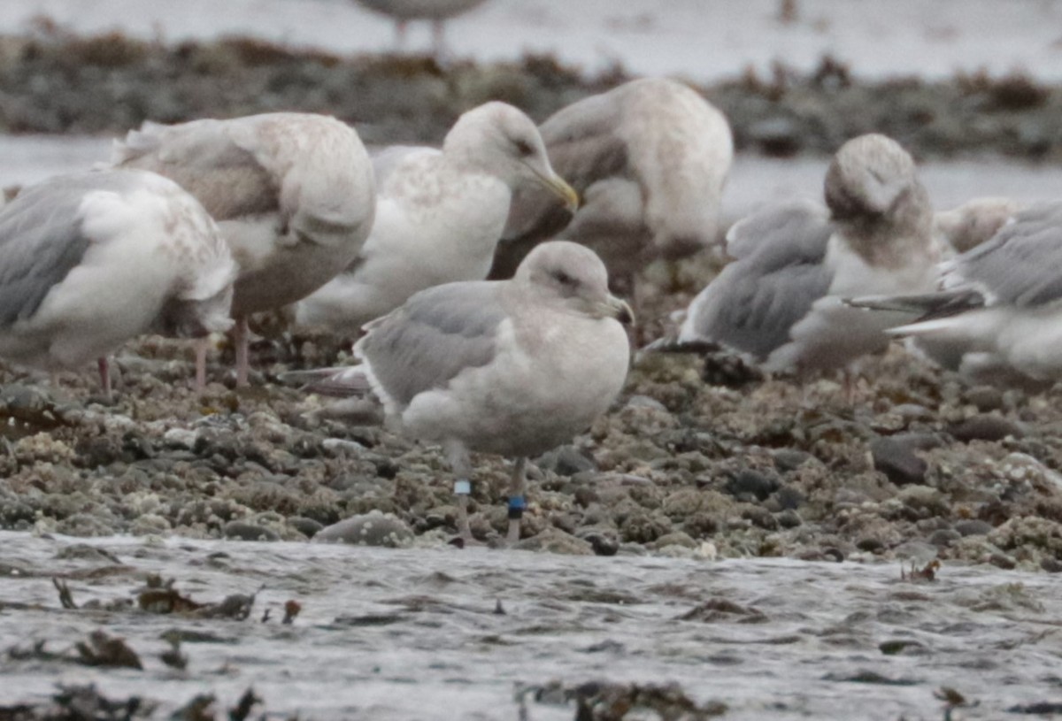 Western x Glaucous-winged Gull (hybrid) - ML650147441