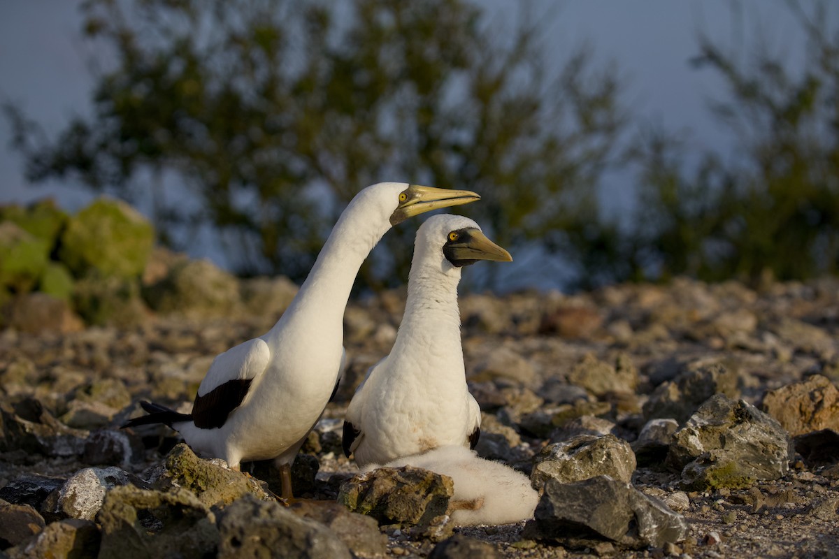 Maskeli Sümsük - ML650147467