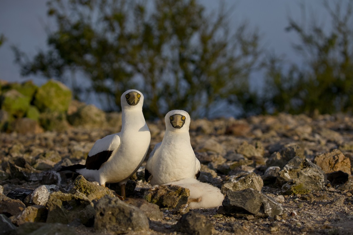 Maskeli Sümsük - ML650147468