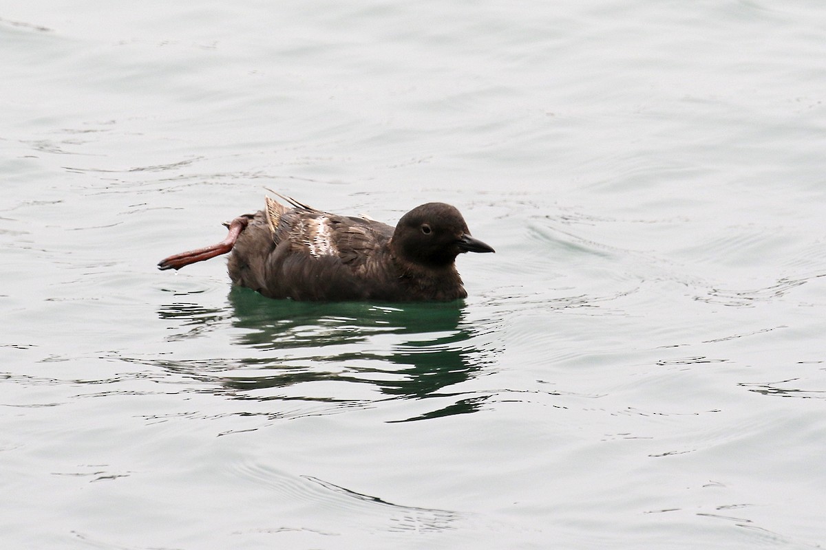 Pigeon Guillemot - ML65014761