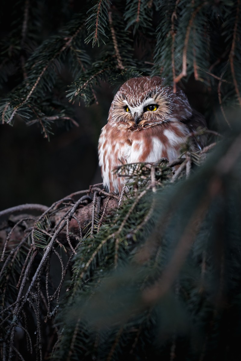Northern Saw-whet Owl - ML650147673