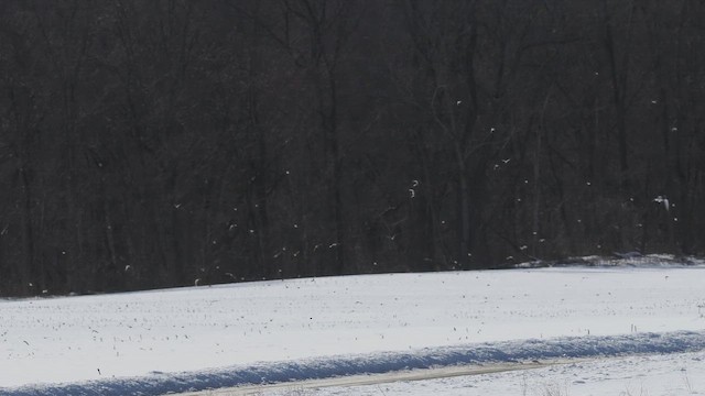 Horned Lark - ML650147879