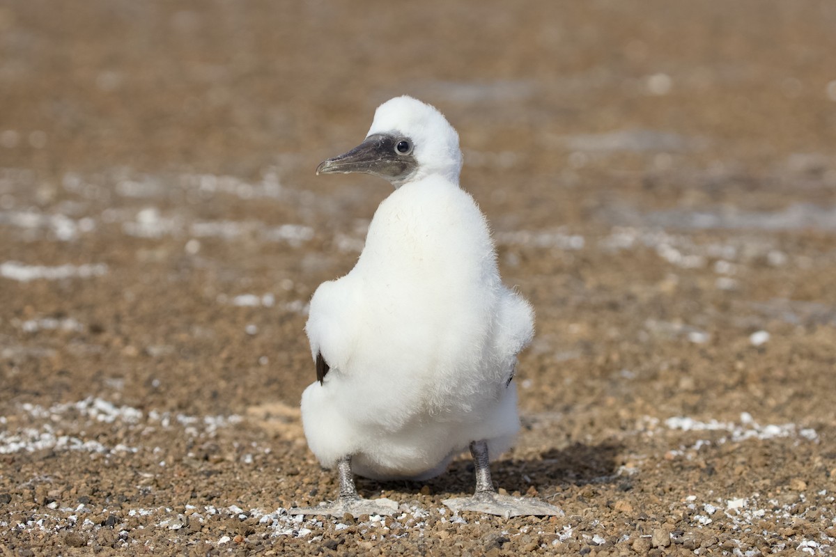 Maskeli Sümsük - ML650147996