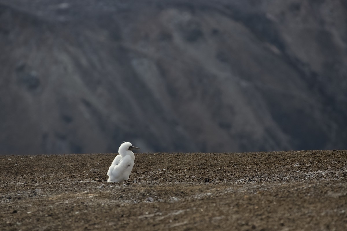 Maskeli Sümsük - ML650147998