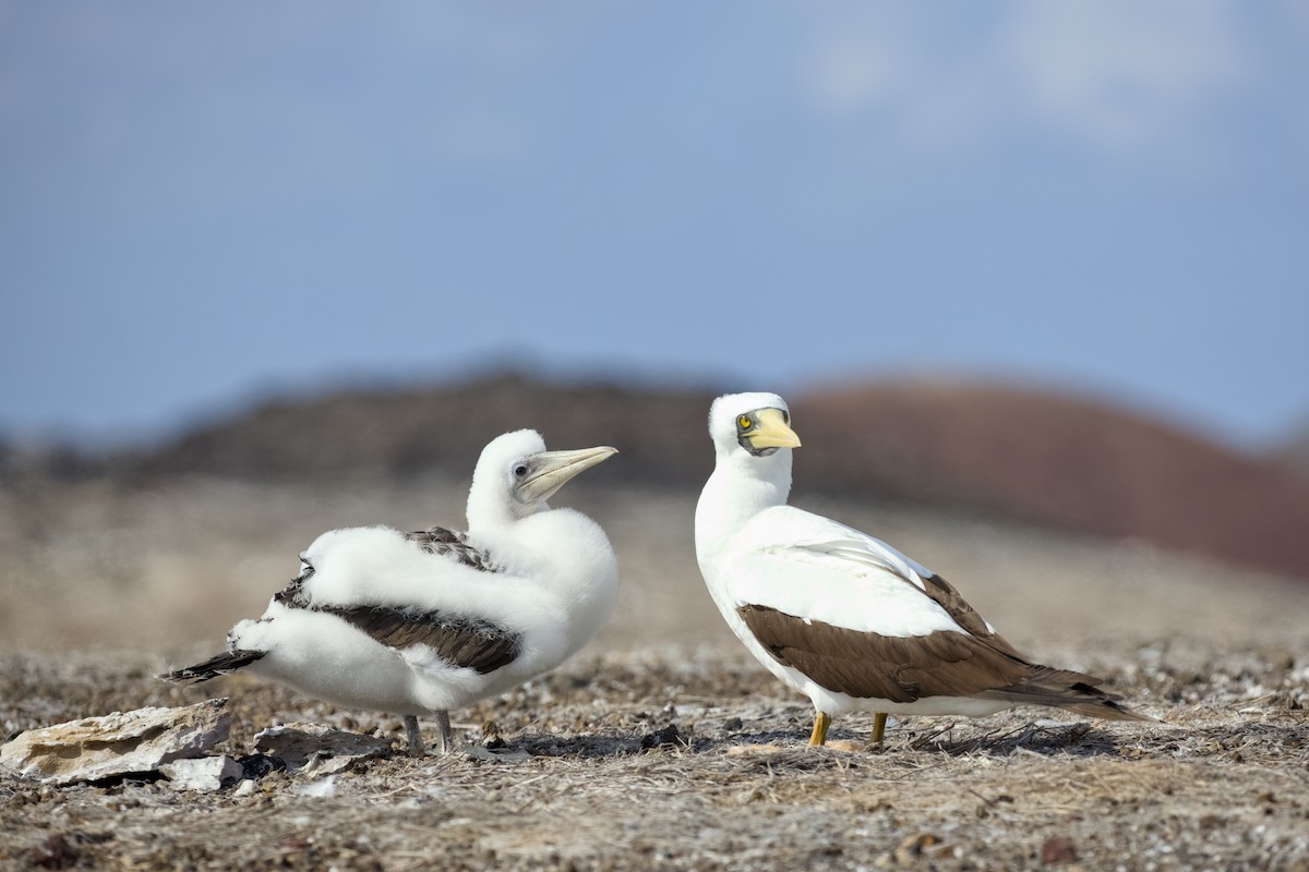 Maskeli Sümsük - ML650148009