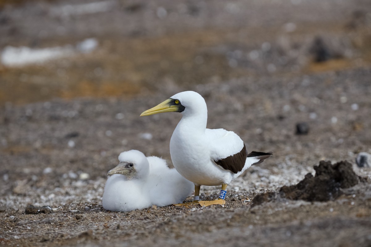 Maskeli Sümsük - ML650148011