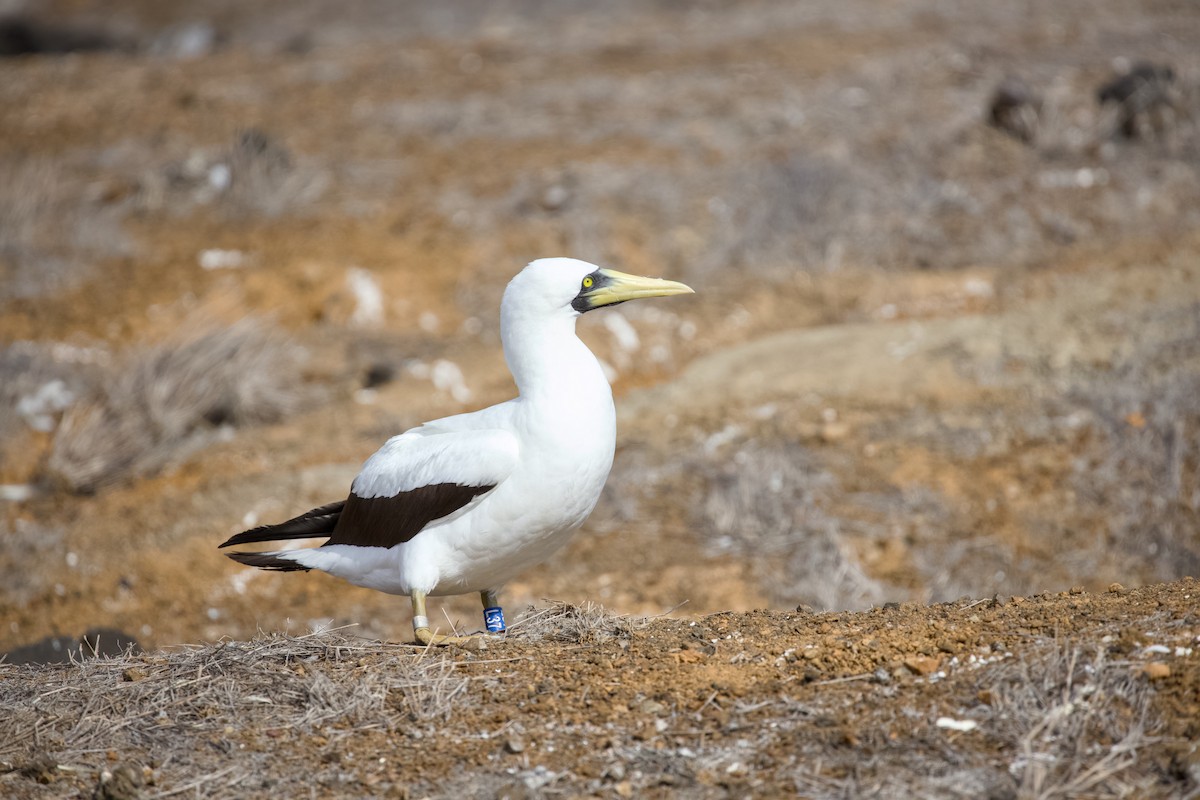 Maskeli Sümsük - ML650148014