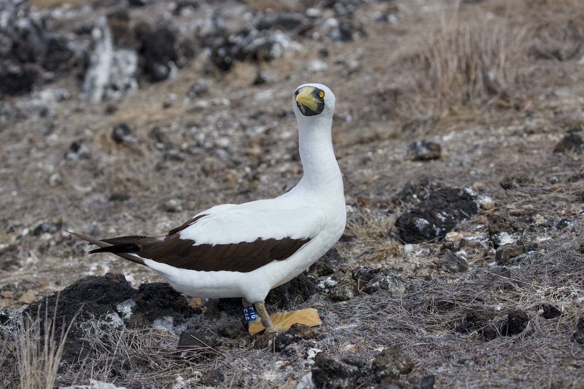 Maskeli Sümsük - ML650148015