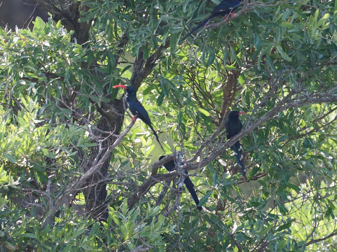 Green Woodhoopoe - ML650148436