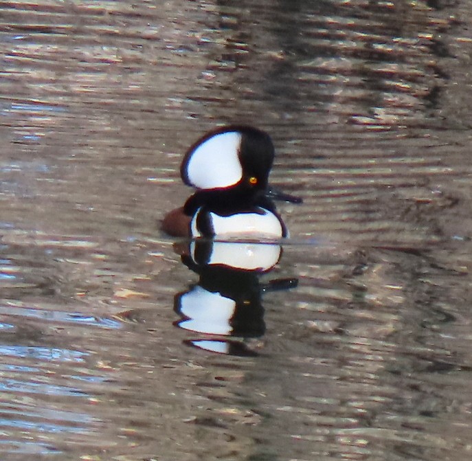 Капюшоновый крохаль - ML650148795