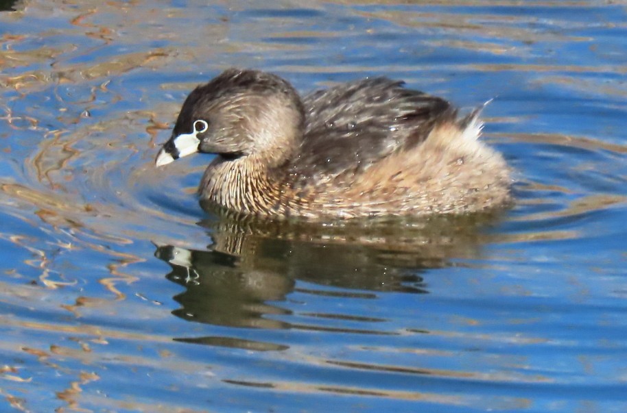 Пестроклювая поганка - ML650148879