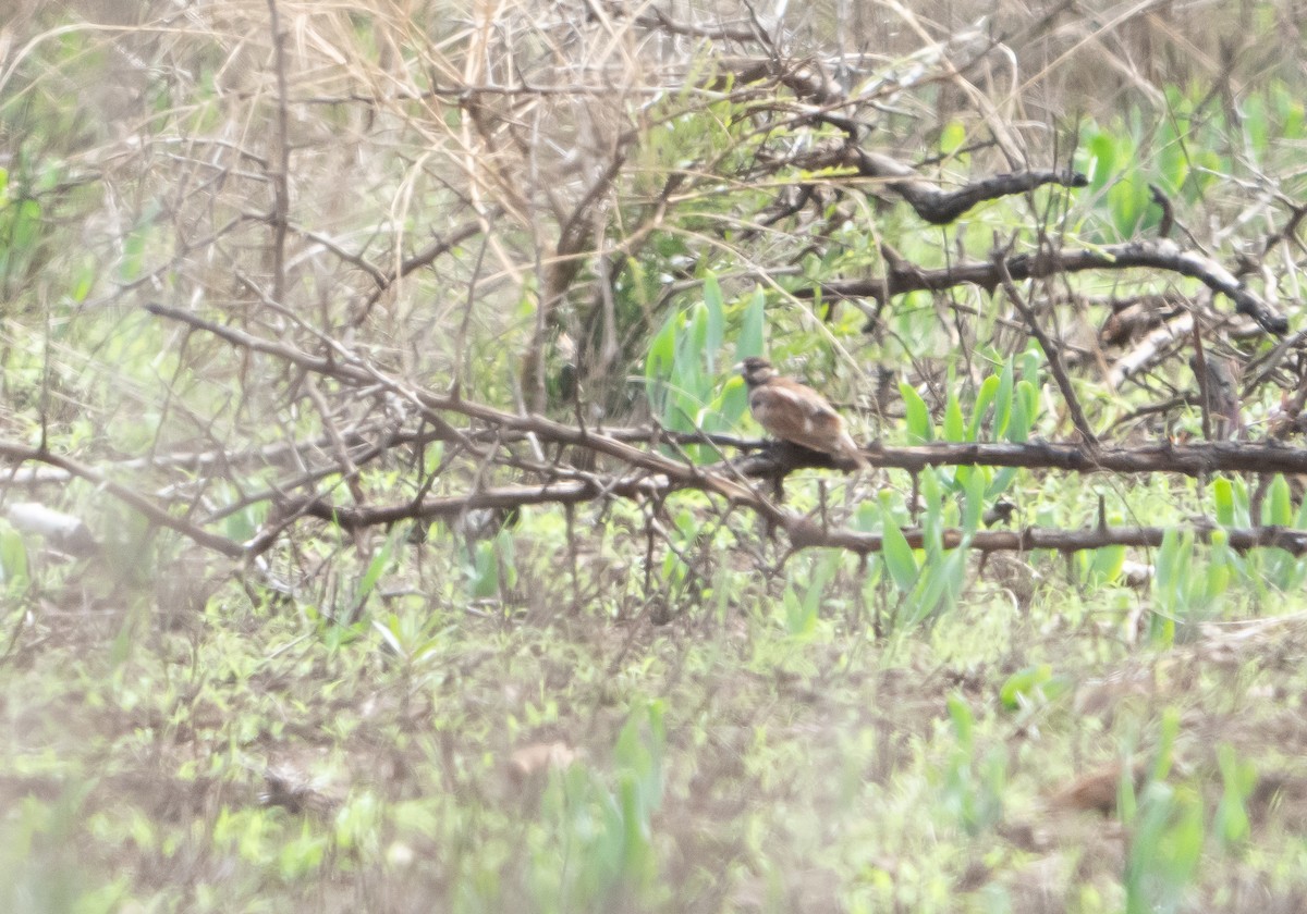 Chestnut-backed Sparrow-Lark - ML650149501