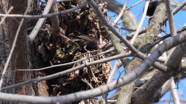 European Starling - ML650149581