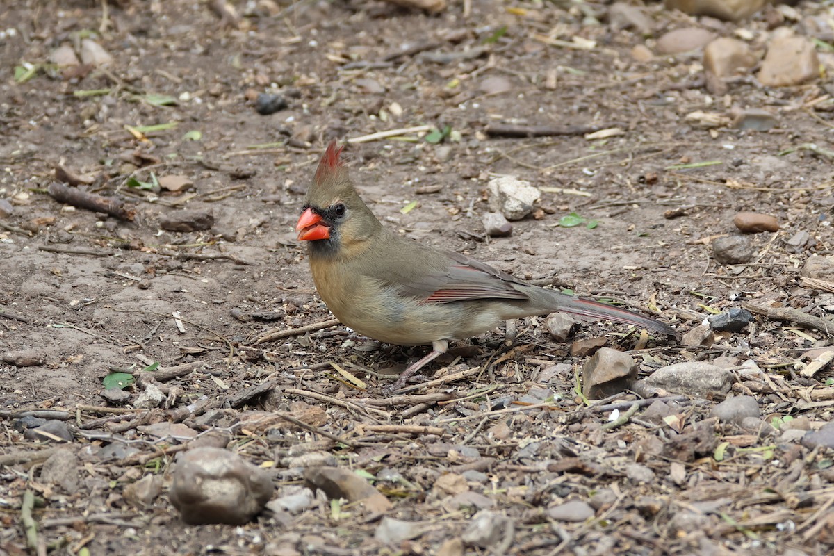 rødkardinal - ML650149680