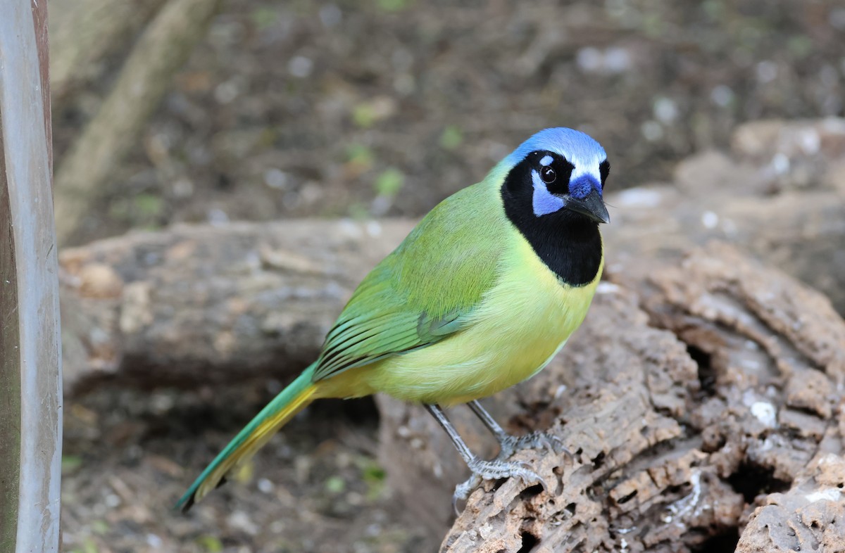 inkaskrike - ML650149746