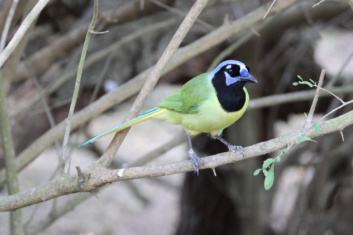 inkaskrike - ML650149747