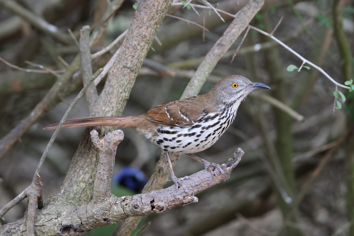 langnebbspottefugl - ML650149799