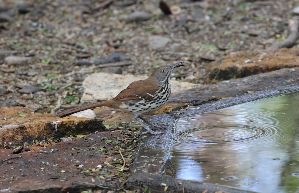 langnebbspottefugl - ML650149800