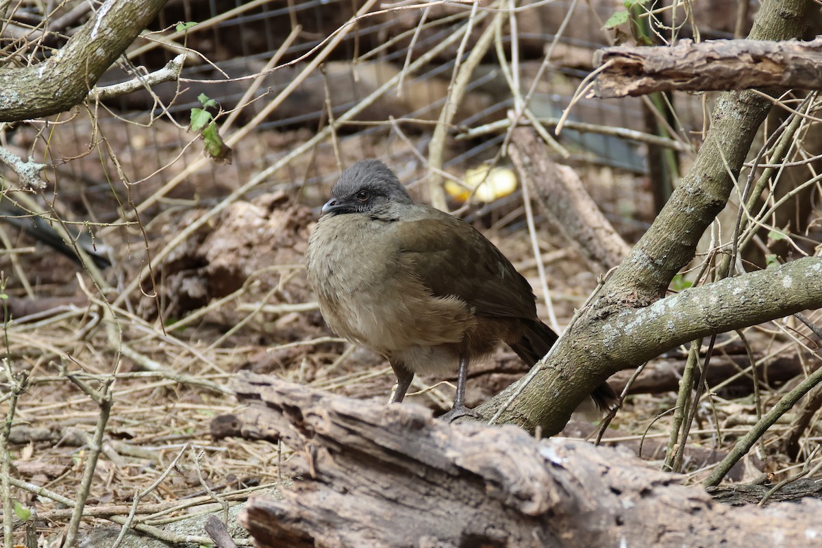 kratthokko - ML650149871