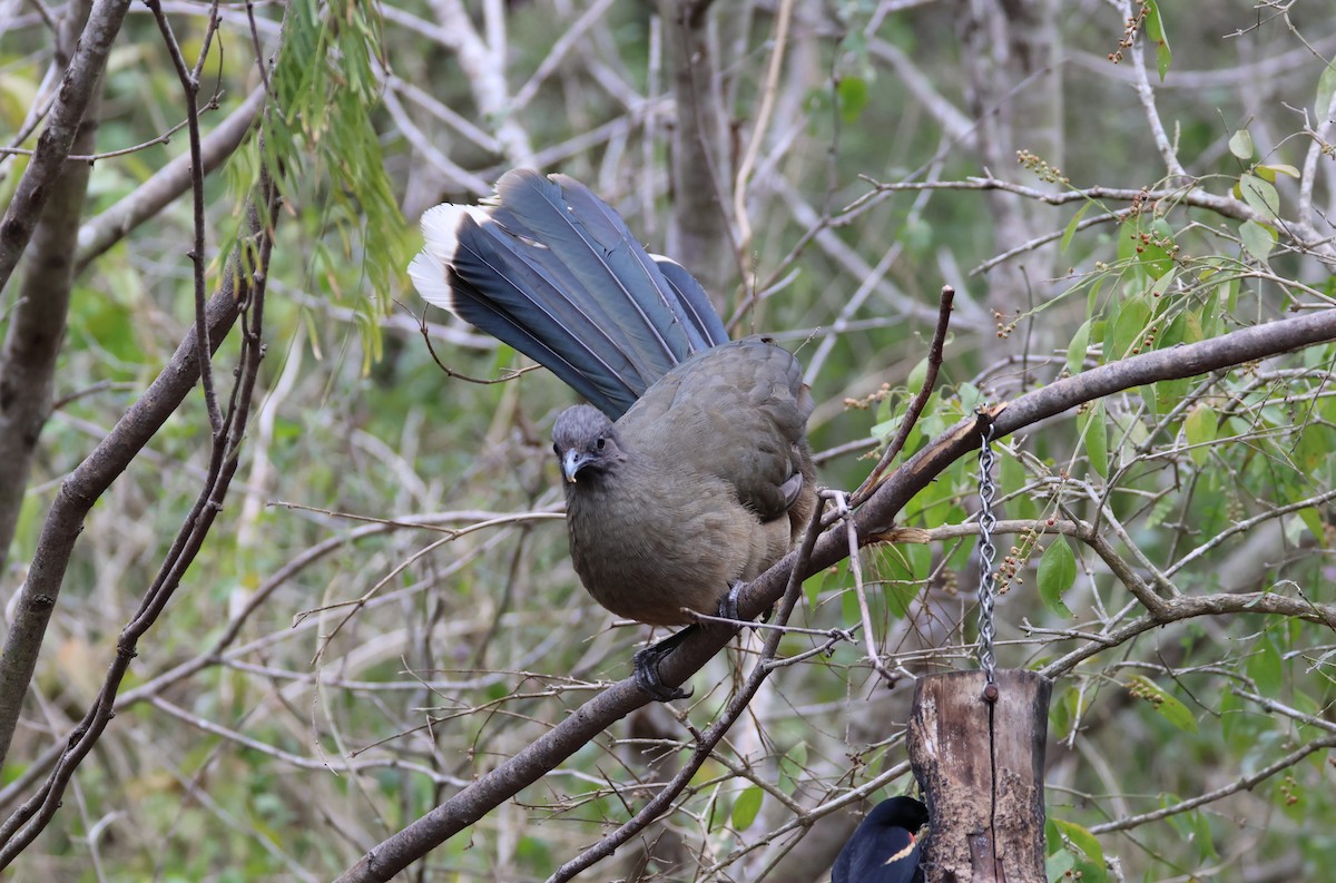 kratthokko - ML650149875