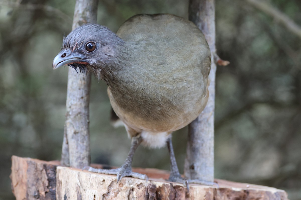 kratthokko - ML650149877