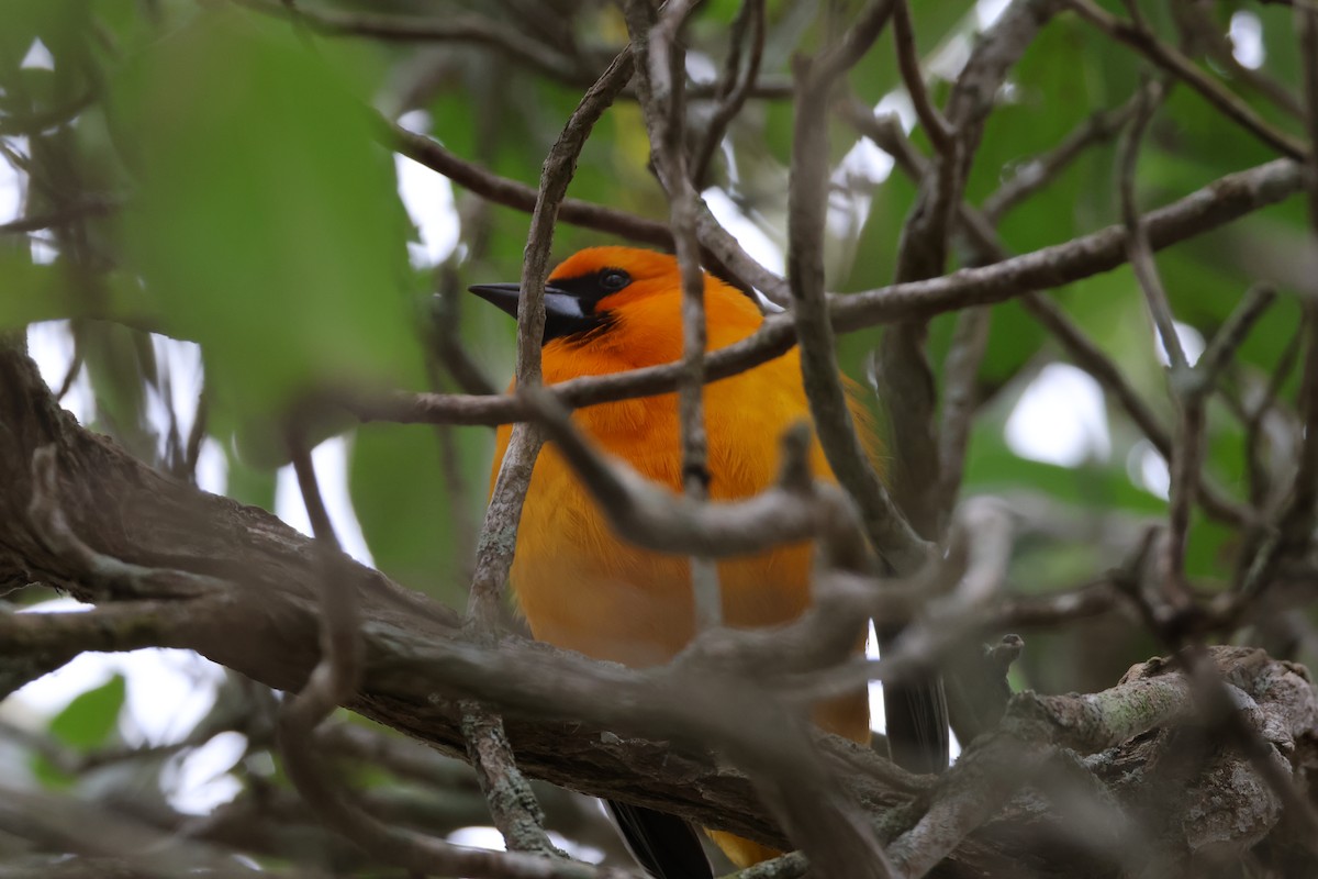 eldoradotrupial - ML650149986