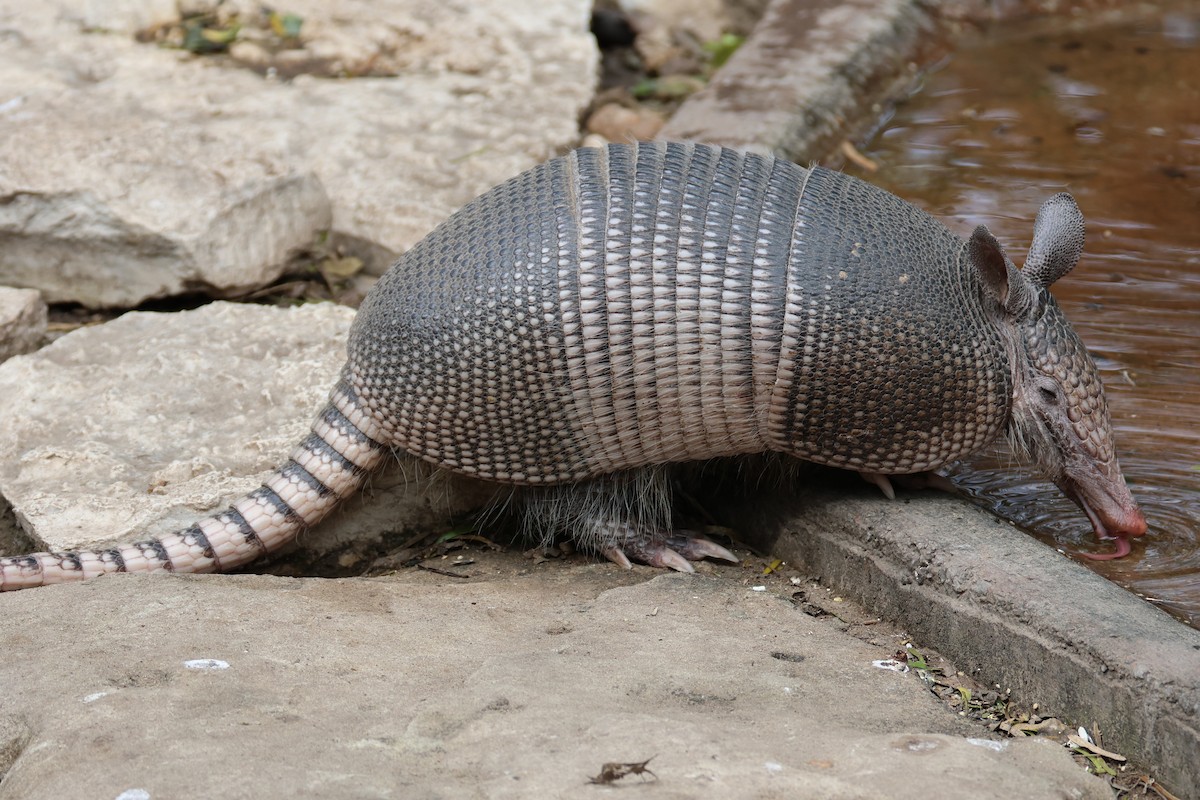 Armadillos - ML650150045