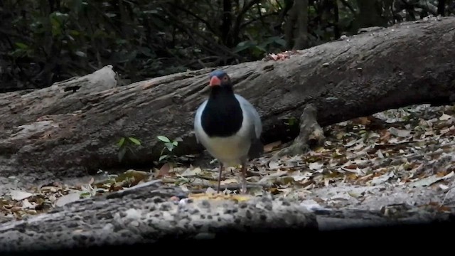 Зозуля-довгоніг велика - ML650150246