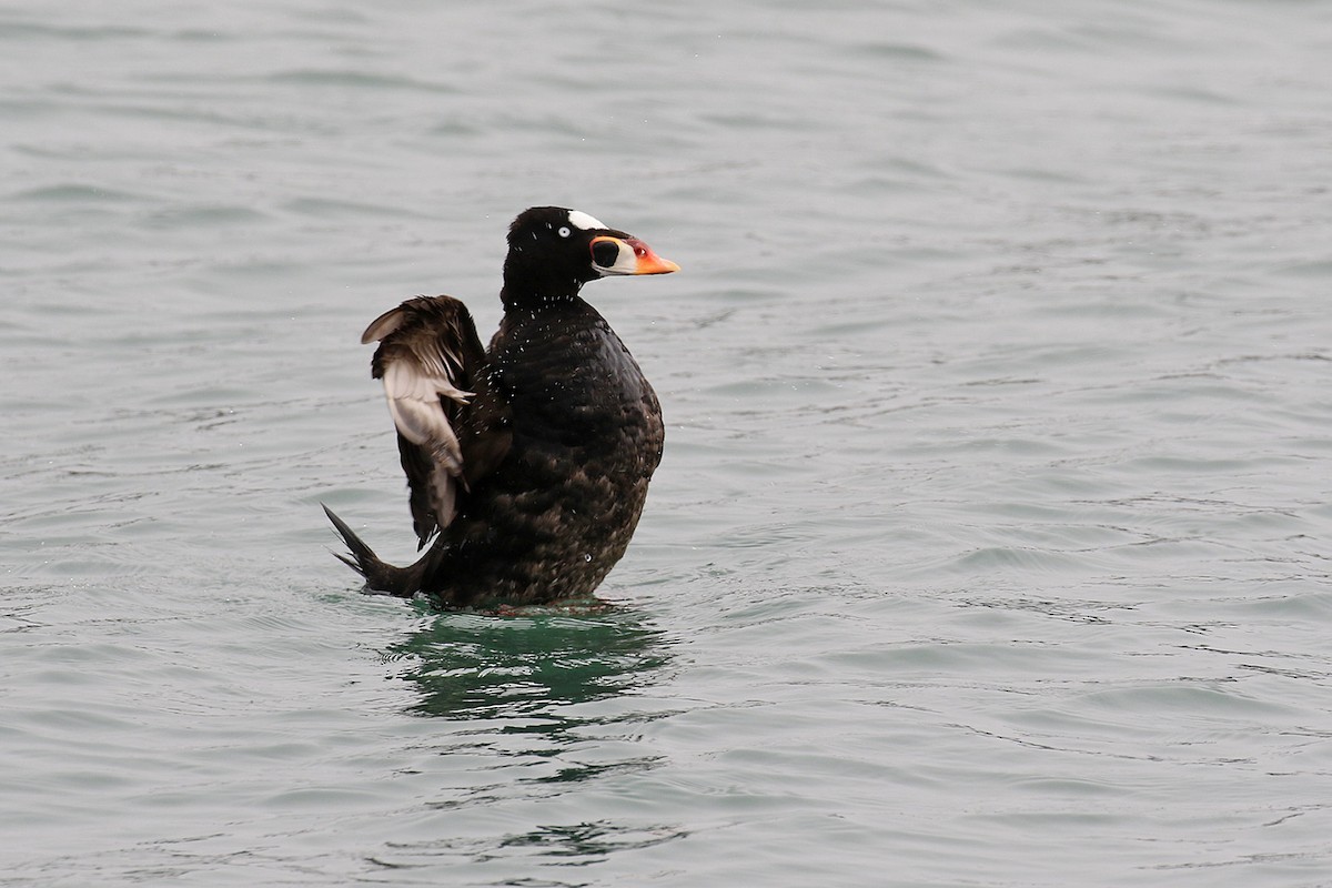 Surf Scoter - ML65015041