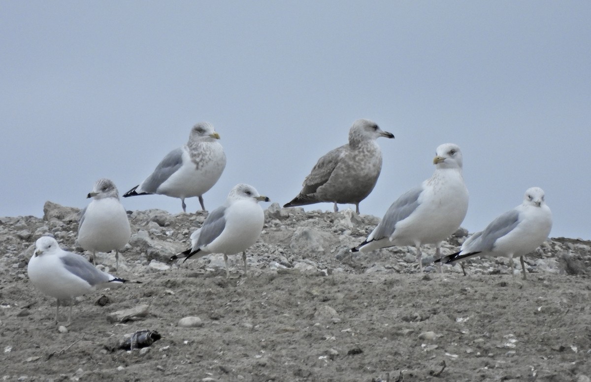 amerikagråmåke - ML650152294